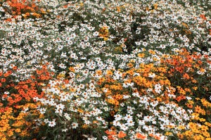 Zinnia angustiflolia