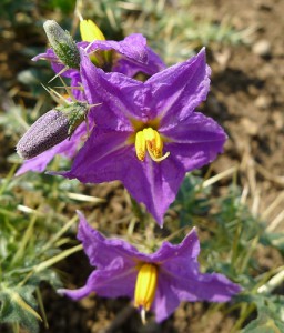 solanum