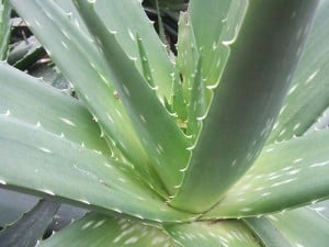 386868234_022be78a5a Aloe Vera