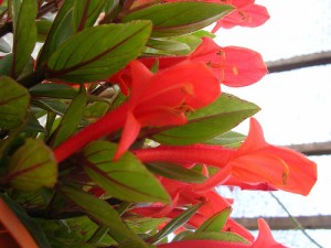 Goldfish Plant