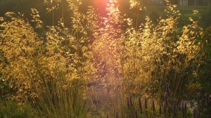 4897181388_7da8d1600f "Grass Light"