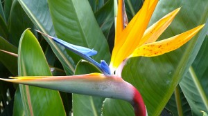 "Bird of Paradise 2"