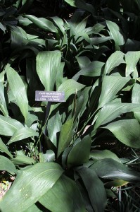 Cast Iron Plant