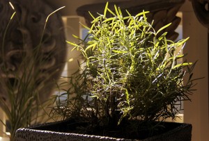Indoor Rosemary