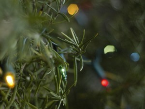 Rosemary Tree
