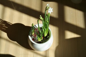 Paperwhites