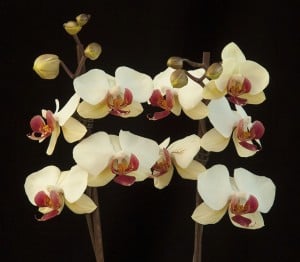 Phalaenopsis 'Pandora'