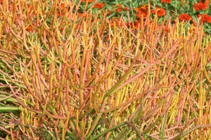 Euphorbia "tirucallii"
