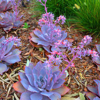 Echeveria "afterglow"