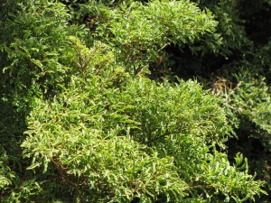 Ming Aralia
