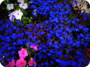 Lobelia