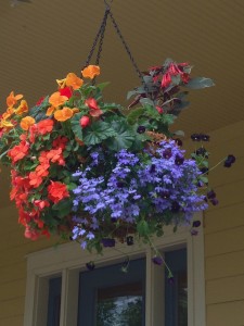 lobelia hanging basket