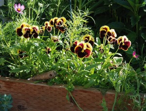pansies