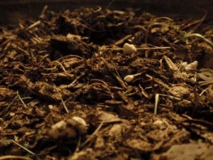 Potting Medium