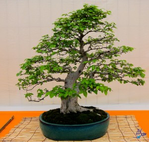 Bonsai