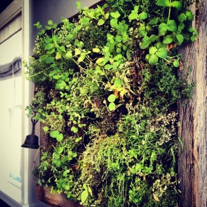herb wall