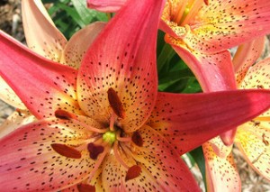 Asiatic lily
