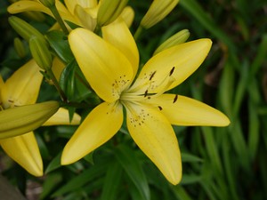 Lillium longiflorum x Asiatic 'Easter Bonnet'