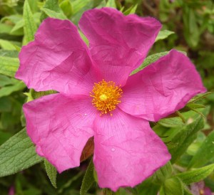 Cistus (Rock Rose)