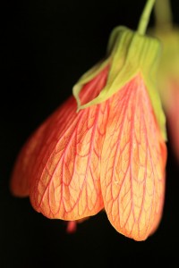 flowering maple