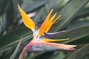 Bird of Paradise