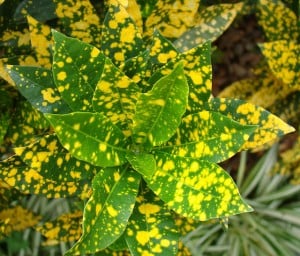 Croton leaves