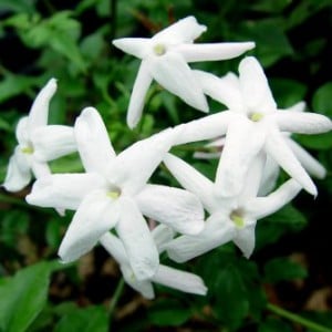 jasmine