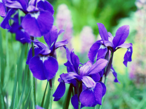 Japanese Iris