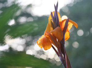 Tropicanna canna