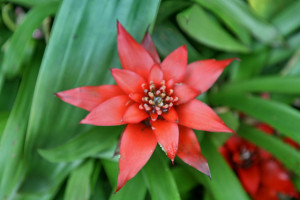 scarlet star