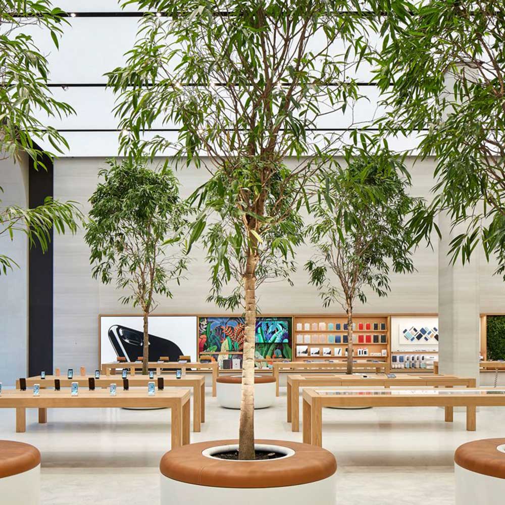 in addition to trees, the store incorporates natural materials and large skylights that maximize natural light