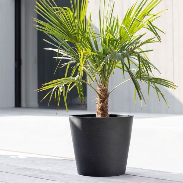 A black tapered planter holding a small palm tree sits on an outdoor surface
