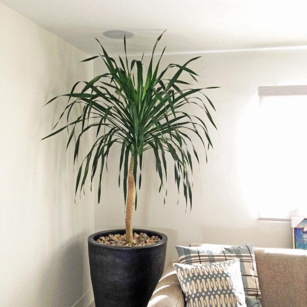 a tall, vibrant plant fills a vertical void in an interiorscape design
