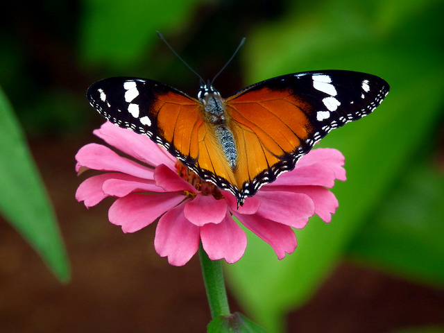 how to attract butterflies - featured image
