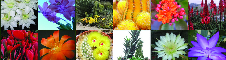Cacti