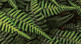Everything You Need to Know About Indoor Ferns Featured Image