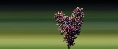 Heart-shaped purple lilac flower cluster with a blurred green background