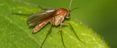 A close-up of an adult fungus gnat resting on a bright green leaf