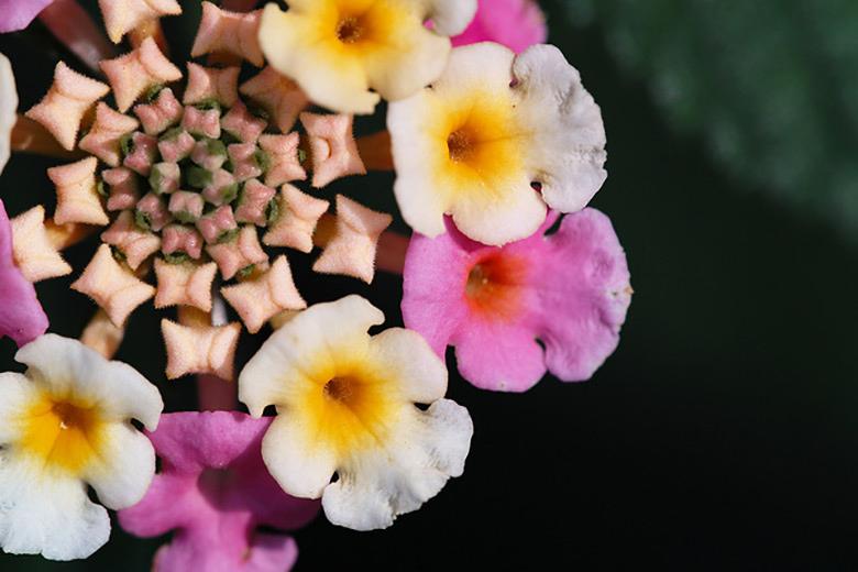 Lantana: The Easiest Outdoor Plant | NewPro Blog