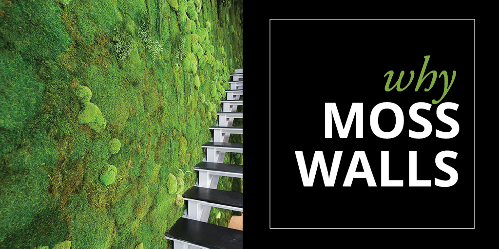 Why Moss Walls [Infographic]