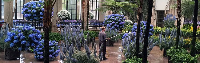 A plant tech watering a variety of vibrant plants inside a large atrium