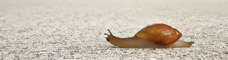 A Snail's Pace