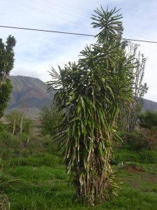 dracaena fragrans