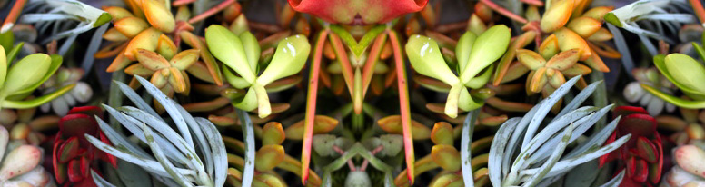 Succulents