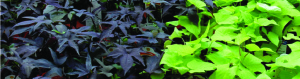 The Advantages of Growing Ornamental Sweet Potato Vine