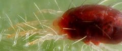 A red two-spotted spider mite on green leaf