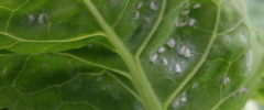 a group of whiteflies on a leaf