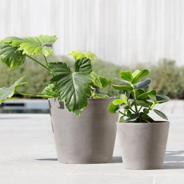 Two round gray pots, one holding a philodendron, on an outdoor concrete surface