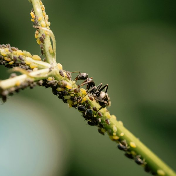An ant among a colony of aphids on a plant stem
