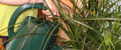A plant technician in a yellow shirt watering plants with a green watering can